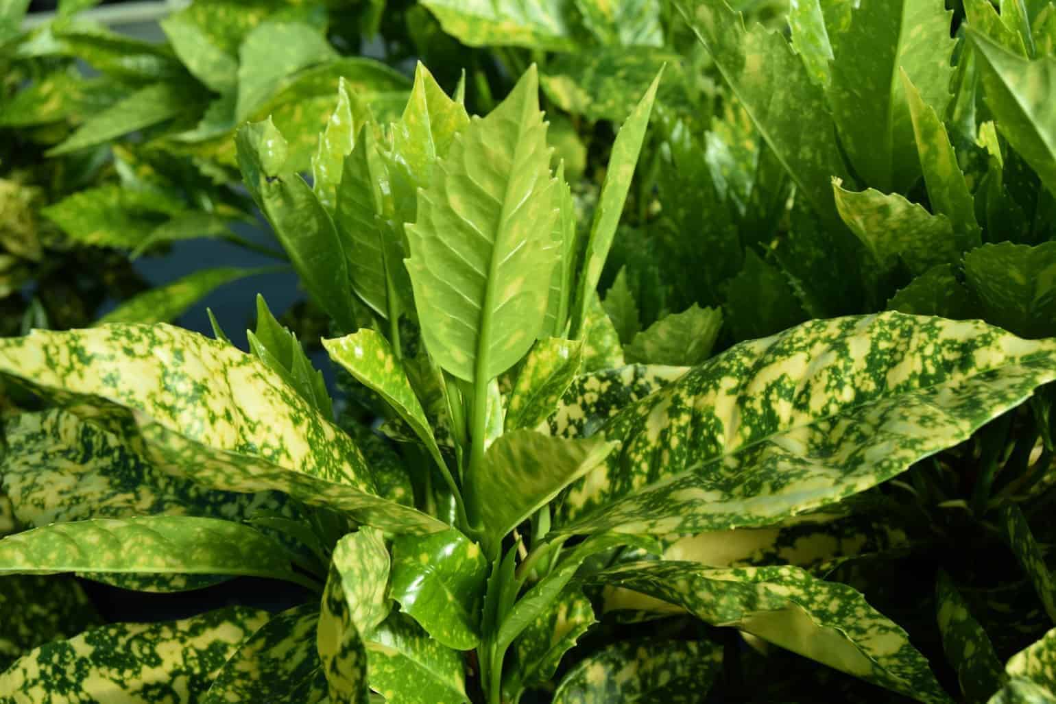 Aucuba japonica 'Crotonifolia'